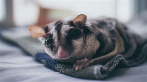 common medical problems  sugar gliders pet central  chewy
