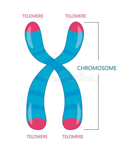 Cromosoma Y Dna Stock De Ilustración Ilustración De Célula 107394259
