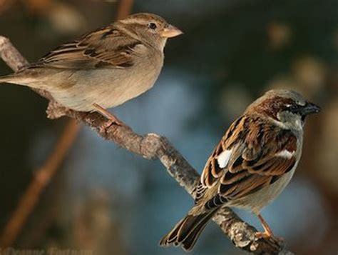 house sparrow rio wiki