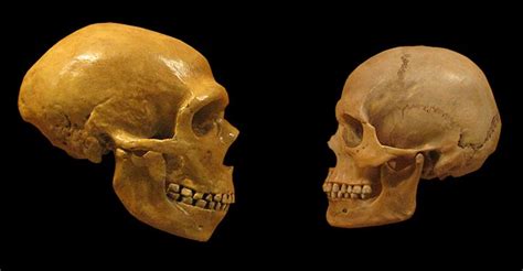 are neanderthals the same species as us natural history