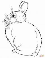 Kaninchen Coloring Ausmalbild Ausdrucken Kostenlos sketch template