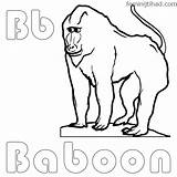 Baboon Coloringfolder sketch template