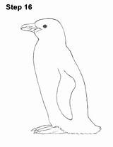 Magellanic Penguin sketch template