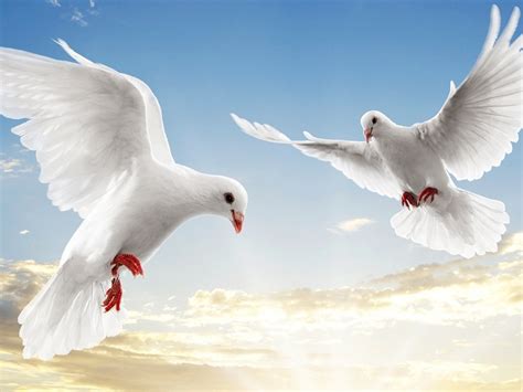 doves doves wallpaper  fanpop