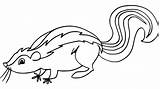 Skunk Stinktier Colorir Dessin Moufette Ausmalbilder Salamandra Coloriage Primanyc Cool2bkids sketch template
