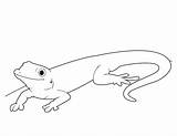 Gecko Coloring Pages Lizard Cute Line Printable Print Reptiles Kids sketch template
