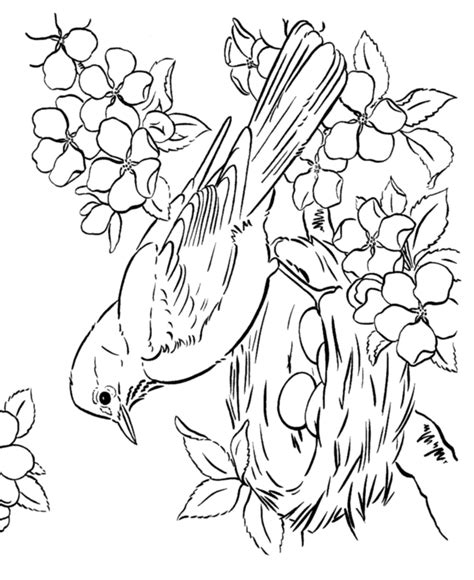 spring scenes coloring page  spring robin coloring sheets bluebonkers
