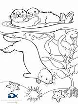 Otter Coloring Sea Pages Omaľovánky sketch template