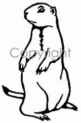 Prairie Dog Drawing Small Coloring Decal Decals Drawings Game Silhouette 228px 87kb Paintingvalley Details sketch template