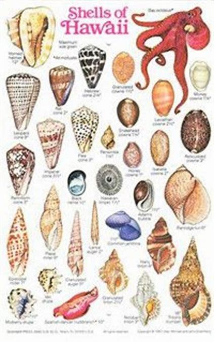 Images In 2020 Seashells Hawaii Seashell Art Shell Art