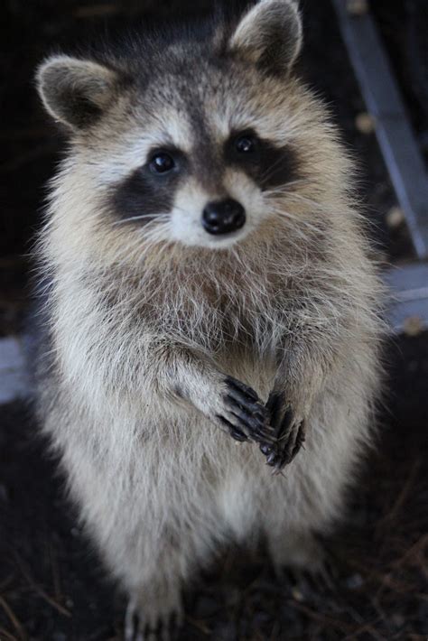 missouri illinois raccoon conflicts  advice bi state