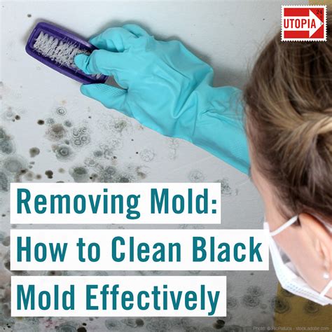 removing mold   clean black mold effectively utopia