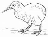 Kiwi Bird Coloring Pages Printable Drawing Categories sketch template