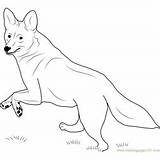 Coyote Coloring Howling sketch template