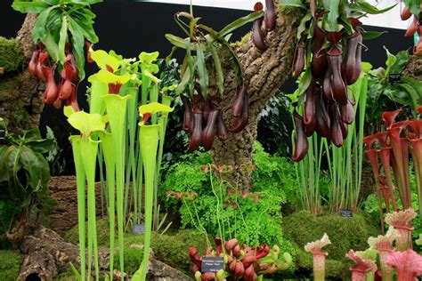insane facts  carnivorous plants epic gardening