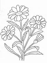 Chamomile Flower sketch template