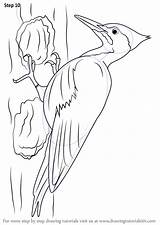 Woodpecker Pileated Draw Drawing Step Outline Drawings Drawingtutorials101 Woodpeckers Bird Tutorial Kids Coloring Pages Adults Birds Learn Beak Necessary Improvements sketch template