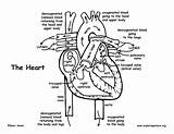 Heart Coloring Pages Anatomy Diagram Getcolorings Color Printable sketch template