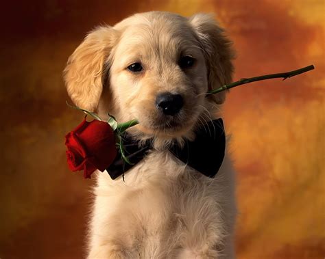 worlds  amazing  picturesimages  wallpapers cute puppies wallpapers  cute