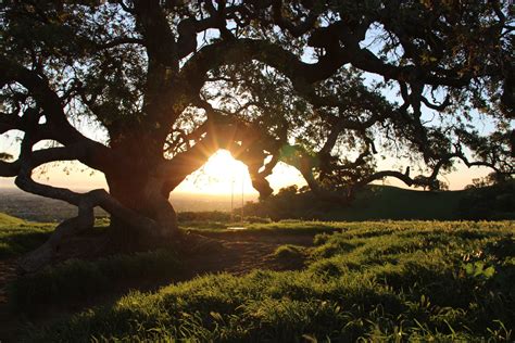 stock photo  sun shining  branches  large oak tree
