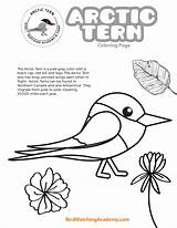 Arctic Tern sketch template