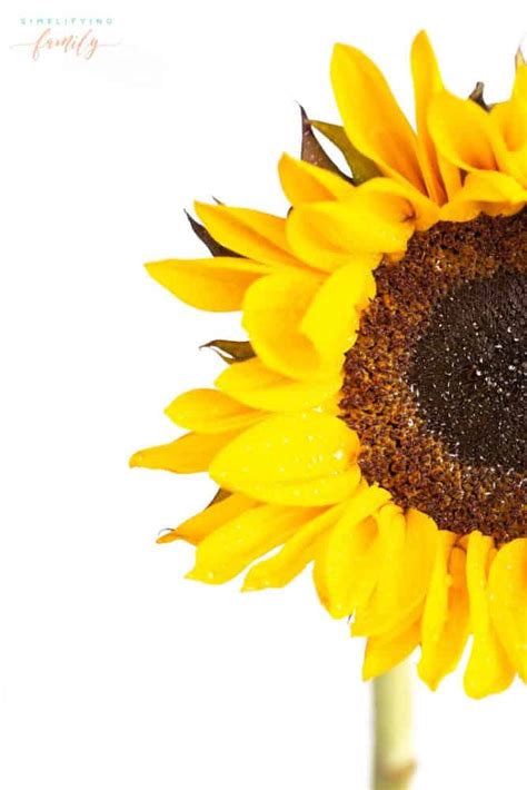 sunflower life cycle fun science mini coloring book   activities