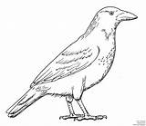 Crow Cuervo Eu Squirell sketch template
