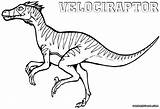Coloring Velociraptor Pages Raptor Printable Dinosaur Color Getcolorings Getdrawings Print Colorings sketch template