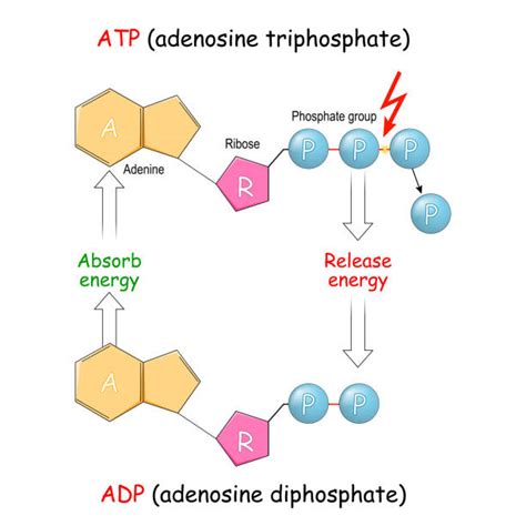 atp molecule illustrations royalty  vector graphics clip art istock