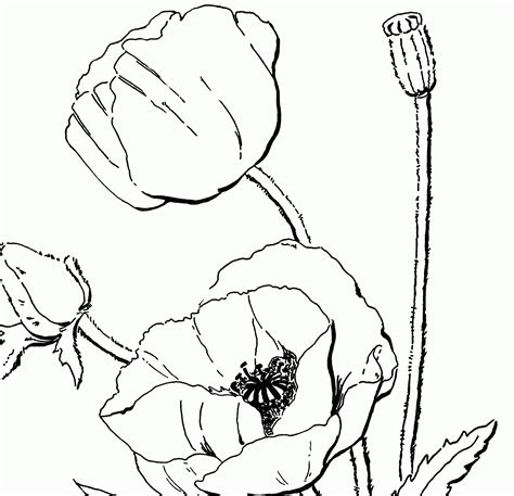 coloring pages poppy flower   coloring pages poppy