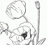 Poppy Coloring Pages Flower Poppies Vintage Printable Clipart 1950 Book Flowers Colour Drawing Color Getcolorings Adults Library Remembrance Colorings Getdrawings sketch template