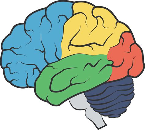 anatomia del cerebro  png