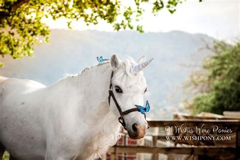 white gold unicorn horn  miniature horse pony   ready  ship