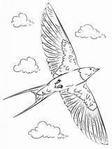 Swallow Barn Coloring Drawing Pages Flight Draw Birds Supercoloring Printable Swallows Bird Tutorials Barns Step Getdrawings Drawings Kids Choose Board sketch template