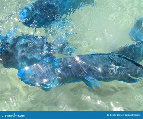 shot  blue parrot fish swimming beneath stock photo image  marine parrot