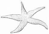 Starfish Invertebrate sketch template