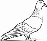 Clipart Pigeon Colouring Coloring Pages Printable Kids Webstockreview sketch template