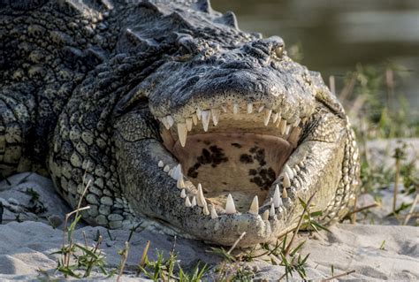giant crocodile    eaten  people   kill  fun