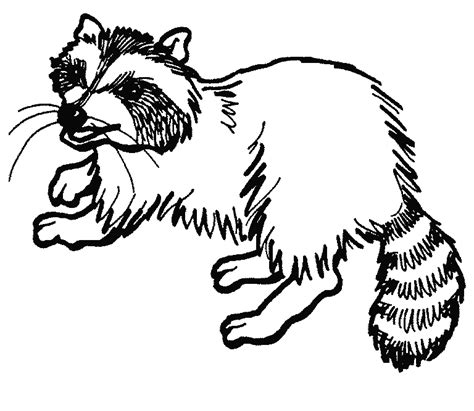cute raccoon coloring pages coloring pages cute raccoon coloring