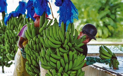 Costa Rica Alcanzó Récord En La Exportación Bananera – Corbana