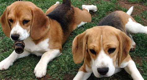 Bassett Hound Mix Puppies Beautiful Basset X Beagle Hound Puppies