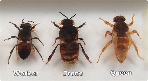 worker drone  queen bee drone honey bee honey bee life cycle farming  canada drone bee