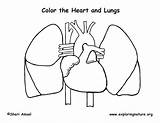 Coloring Lungs Getdrawings Body Pages sketch template