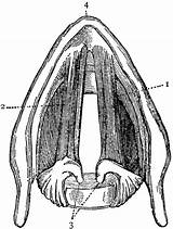 Etc Clipart Larynx Original sketch template