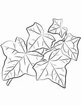 Ivy Coloring Leaves Leaf Common Pages Printable Drawing Drawings Getdrawings Categories sketch template