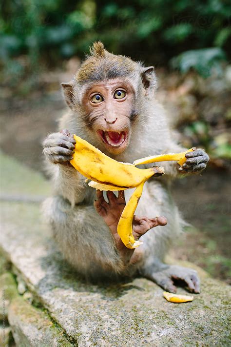expressive monkey eating banana  cameron zegers monkey stocksy united