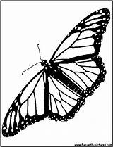 Coloring Monarch Pages Popular Butterfly sketch template