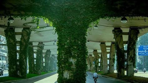 lush boston ivy transforms flyover into green corridor