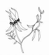 Pea Flower Desert Sturt Drawing Flowers Drawings Australian Wildflowers Line Draw Assignment Cover Book Tattoo Tattoos Botanical Choose Board sketch template
