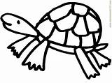 Turtle Coloring Pages Baby Turtles Comments Coloringhome sketch template